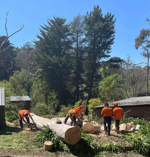 Pruning work completed on a mature Adelaide garden tree